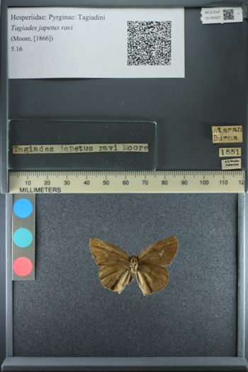 Media type: image;   Entomology 190927